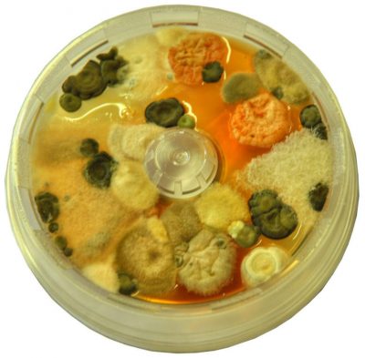 petri-gastronomia-pred